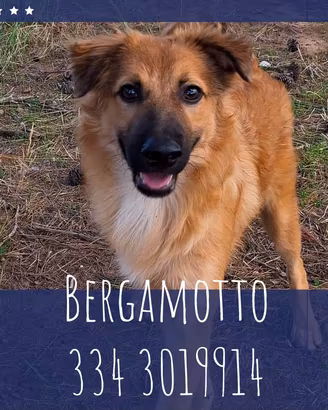 BERGAMOTTO: cucciolo