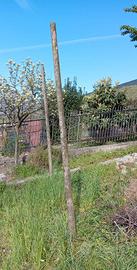 Pali in cemento per vigneto/frutteto