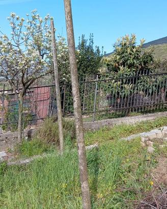 Pali in cemento per vigneto/frutteto