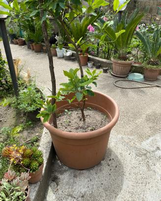 Piante di limone