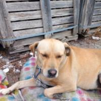 Leila 3anni mix Labrador URGE URGE CASA.NUORO