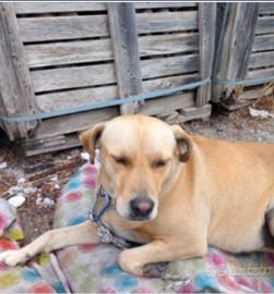 Leila 3anni mix Labrador URGE URGE CASA.NUORO