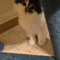 Norvegese delle foreste