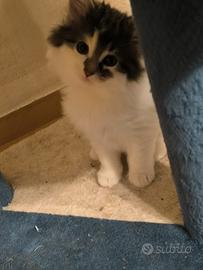 Norvegese delle foreste