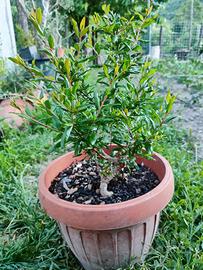 bonsai melograno 