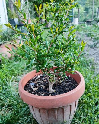 bonsai melograno 