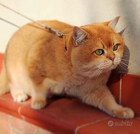 British Shorthair