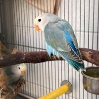 Coppia riproduttiva + pulli Agapornis pappagalli