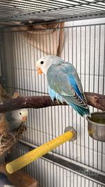 Coppia riproduttiva + pulli Agapornis pappagalli