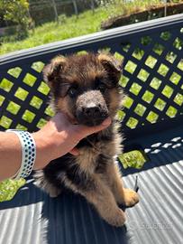 Cucciolo di Pastore Tedesco Maschio