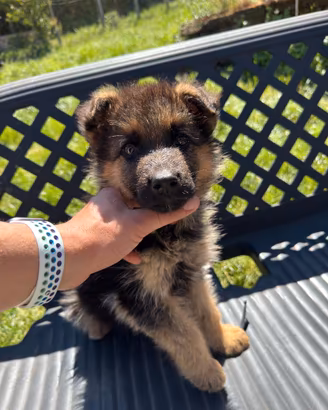 Cucciolo di Pastore Tedesco Maschio