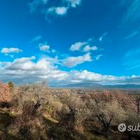 Oliveto Con Vista Mozzafiato