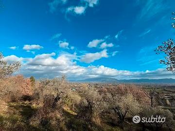 Oliveto Con Vista Mozzafiato