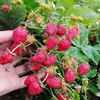 Piante fragole bosco