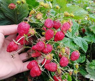 Piante fragole bosco