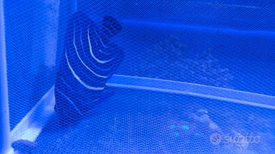 Pesce acquario marino