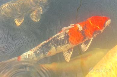 Carpa koi