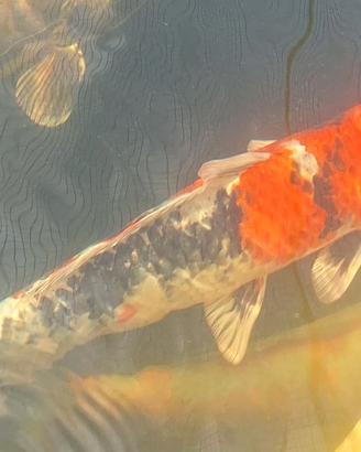 Carpa koi