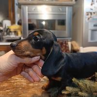 Bassotto tedesco stupendo