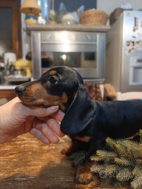 Bassotto tedesco stupendo