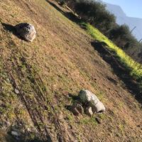 Grande estensione da affittare o vendere, Carini