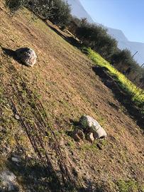 Grande estensione da affittare o vendere, Carini