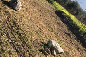 Grande estensione da affittare o vendere, Carini