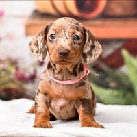 Cuccioli bassotto kaninken