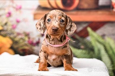 Cuccioli bassotto kaninken