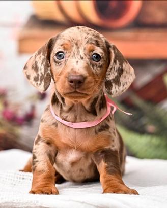 Cuccioli bassotto kaninken