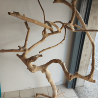 Albero tronco caffè