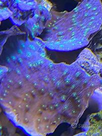 Echinophyllia lamellosa - Corallo LPS