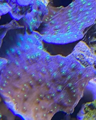 Echinophyllia lamellosa - Corallo LPS