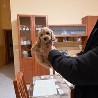 Maltipoo Mini Toy albicocca