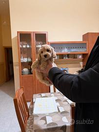 Maltipoo Mini Toy albicocca