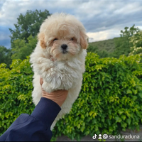 Maltipoo