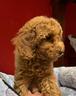 i-migliori-cuccioli-italiani-barboncini-