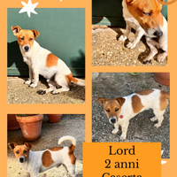Cani di piccola taglia Caserta