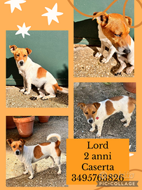 Cani di piccola taglia Caserta