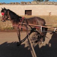 Femmina 120 cm