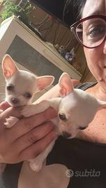 Cuccioli chihuahua