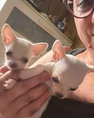 Cuccioli chihuahua