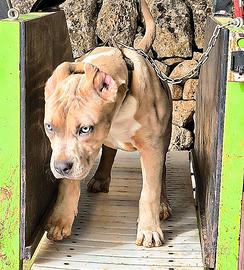 Femmina di APBT silver/blu Merle