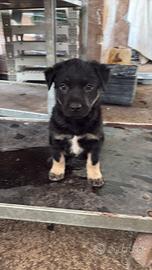 Cucciolo di cani