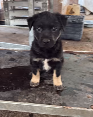 Cucciolo di cani