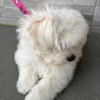 Maltese