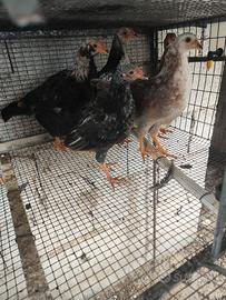 7 magnifici ibridi di aucana brama