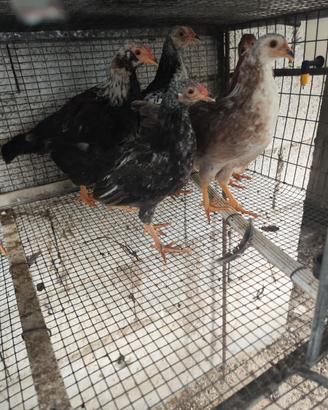 7 magnifici ibridi di aucana brama