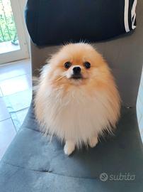 Spitz nano tedesco