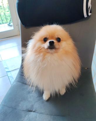 Spitz nano tedesco